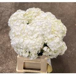 Hortensia Hol. Royal Highnes 60cm �18/20 Bl.