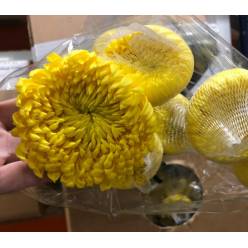 Uniflor Ecu. Astroid Amarillo