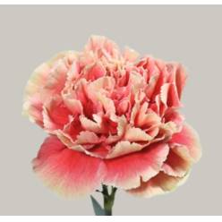 Clavel Col. Standar Merletto Salmon