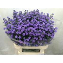 Aster Hol. Parade 80cm 35gr "T25"