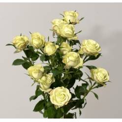 Ramificada Limousine 50cm (7 Dias - 2)