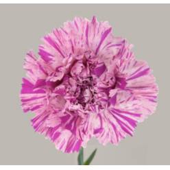 Clavel Col. Fancy Jubilee