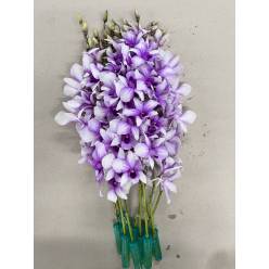 Dendro Yupadeewan Bic. 50cm