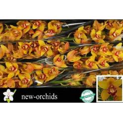 Cymbidium Amalia 80cm