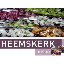 Cymbidium Mixta 80cm "Heemskerk"