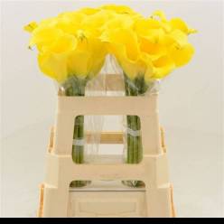 Calla Sunya 60cm Am.