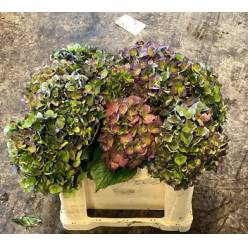 Hortensia Hol. Mon Amour Classic 50cm �13/15 Bic.