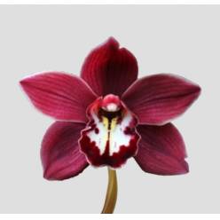 Cymbidium Priwine 80cm Rj.