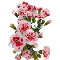 Clavel Col. Mini Select Scarlette