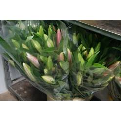 Oriental Dalian 95cm 3/4 fl.