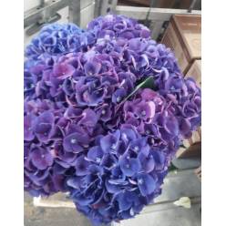 Hortensia Hol. Royal King 60cm 16/18
