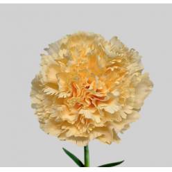 Clavel Col. Standar Gold "T25"