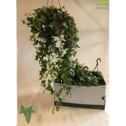 P. Hedera He Mona Lisa 19/90cm x4