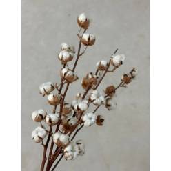 Algodon tallo (6 Bolas)