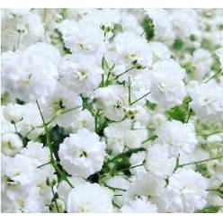Paniculata Col. Xlence 750gr "T25"