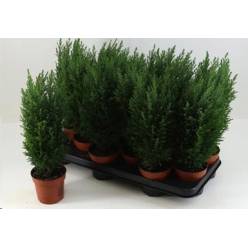 P. Cham. L Ellwoodii 10.5/40cm "CC12"