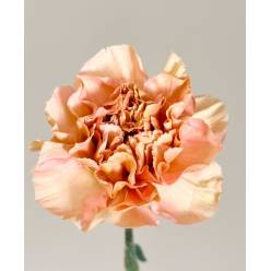 Clavel Nac. 70cm Saona