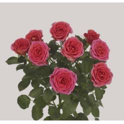 Ramificada One Top 50cm