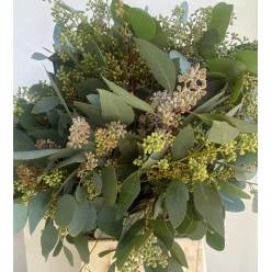 Eucalipto  Italia Populus Berry 70cm 300gr