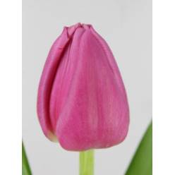 Tulipan Hol. Sirikit 40cm Rs.