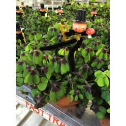 P. Oxalis Deppei (Trebol de la suerte) 12/18cm "CC10"