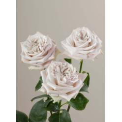 Rosa Ecu. Westminster Abbey 50cm