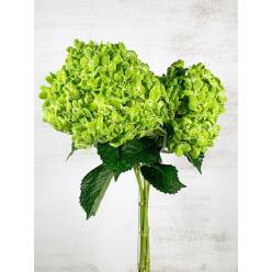 Hortensia Select Emerald Green 60cm 15/16 "CC20"
