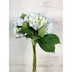 Hortensia Select Azul 60cm 15/16 "CC20"