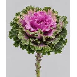 Brassica Hol. Empire Bogdama 60cm