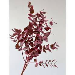 Eucalipto Cinerea Pintado "200gr" Rosa