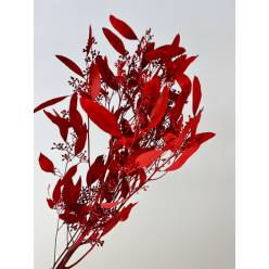 Eucalipto Populus Berry Pintado Rojo "200gr"