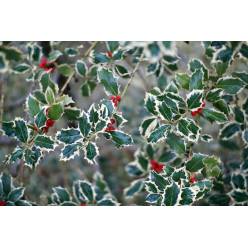 Acebo Bicolor Italia 65cm 300gr