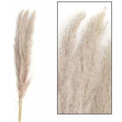 Plumas Pampa Mace Nature Seco Natural 115cm (3 Tallos)