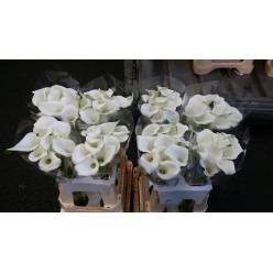 Calla White Present 55cm