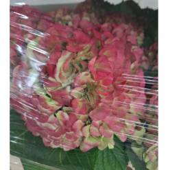 Hortensia Hol. Vienna Classic 80cm 20/22 Bic.