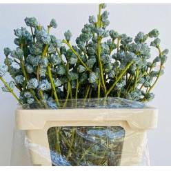 Eucalipto Boubles 70cm 250gr