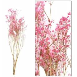 Paniculata Seca Rosa 70cm 30g