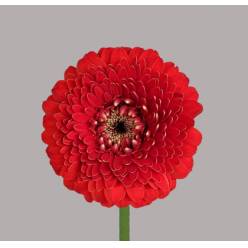 Gerbera Mini Hol. Bolero Winwin "T20"