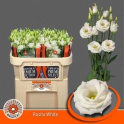 Lisiantus Hol. Rosi White 70cm 55gr "Waalzicht"