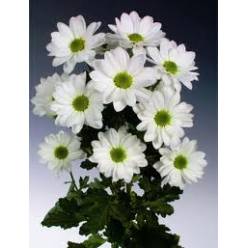 Margarita Hol. Bac. Kennedy 75gr (7 Dias - 2)