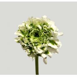 Ranunculos Italia Pon Pon Igloo 45cm