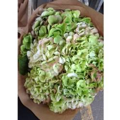 Hortensia Hol. White Verena Classic 60cm 18/20