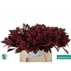 Skimmia Rubella Pintada Burgundi 45cm "Paquete"