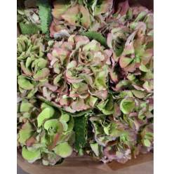 Hortensia Hol. Magic Elbtal Classic 80cm 18/22