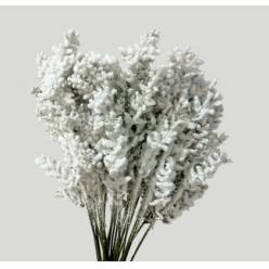 Ruscus Wild Floc Nieve Blanca 65cm "T25"