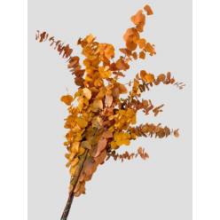 Eucalipto Estabilizado Yellow 70cm 140g