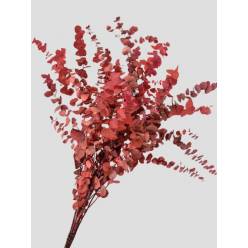Eucalipto Estabilizado Red 70cm 140g