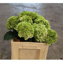Hortensia Hol. White Verena Classic 50cm �16/18