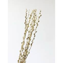 Salix Snow Flake Pintado Oro 70cm x10 "Paquete"