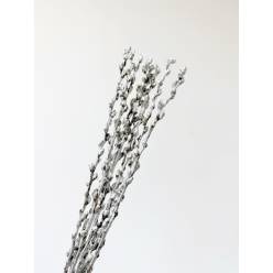 Salix Snow Flake Pintado Champagne 70cm x10 "Paquete"